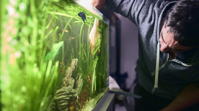 How to Build a Fish Tank