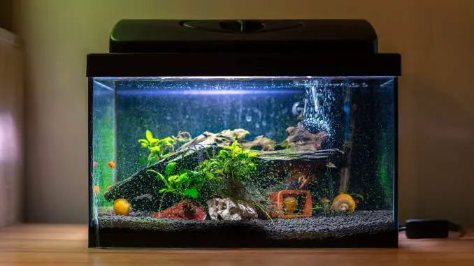 Small fish tank aquarium with colourful snails and fish at home on wooden table. Fishbowl with freshwater animals in the room How to Build a Fish Tank