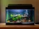 How to Build a Fish Tank