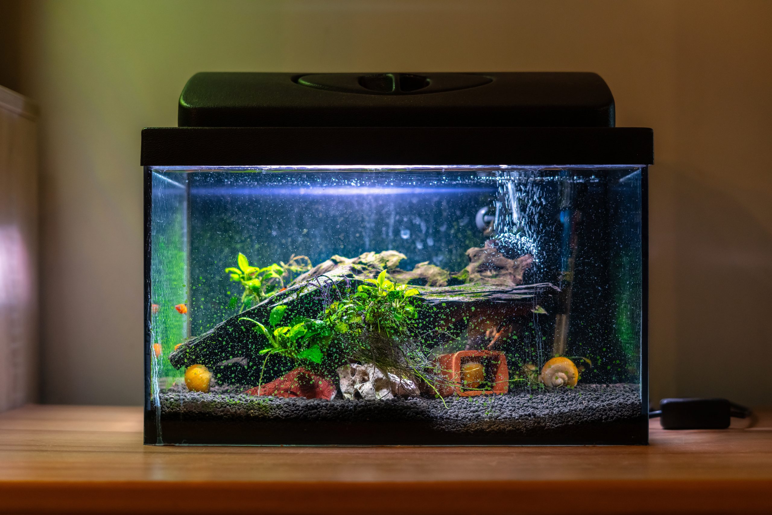 How to Build a Fish Tank