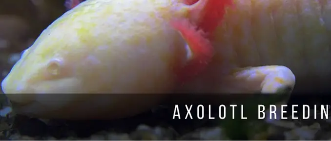 Axolotl Breeding