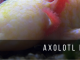 Axolotl Breeding