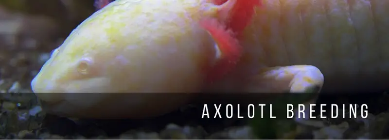 Axolotl Breeding