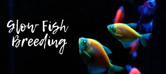 Glow Fish Breeding