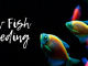 Glow Fish Breeding