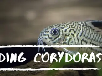 breeding corydoras