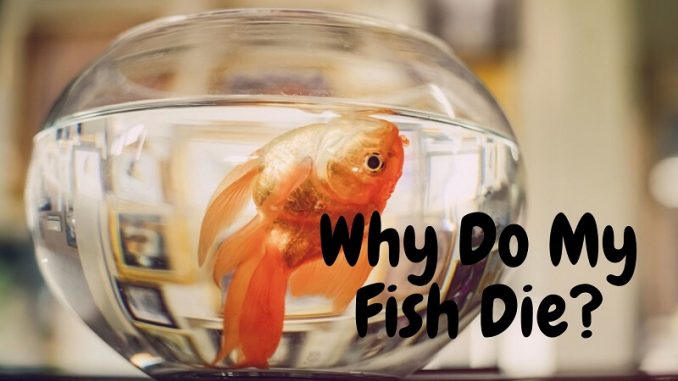 Why Do My Fish Die