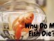 Why Do My Fish Die