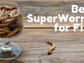 best superworms for fish