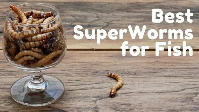 best superworms for fish