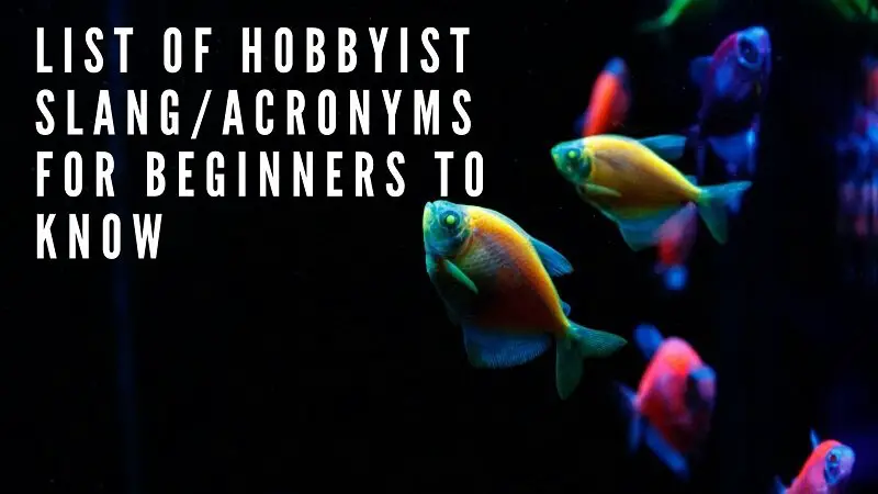 list of hobbyist slang_acronyms for beginners to know