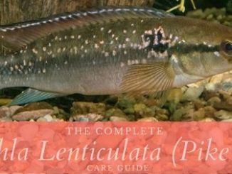 crenicichla lenticulata (pike cichlid)