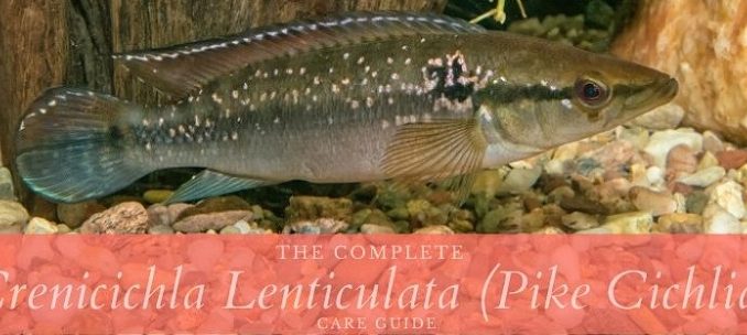 crenicichla lenticulata (pike cichlid)