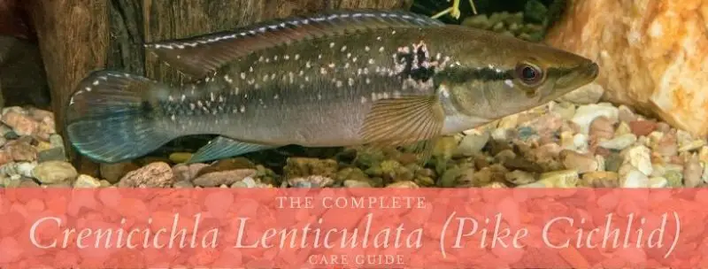 crenicichla lenticulata (pike cichlid)