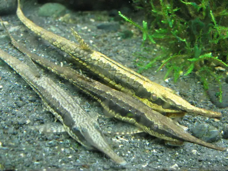 The Ultimate Farlowella (Twig Catfish 