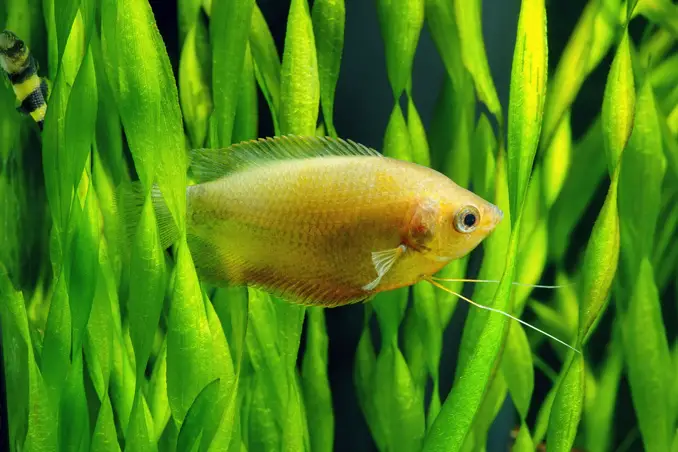 Vallisneria spiralis close up behind a fish