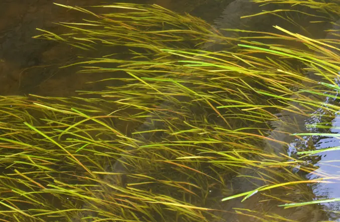 Vallisneria spiralis growing in a pond