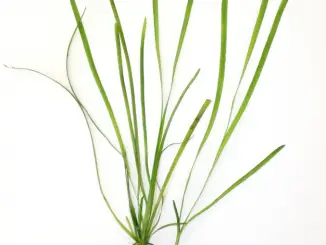 Vallisneria spiralis leaves and roots