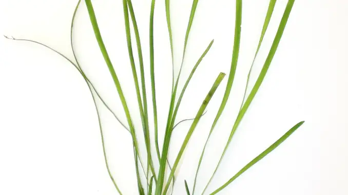 Vallisneria spiralis leaves and roots