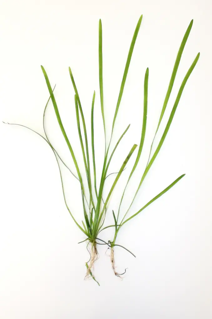 Vallisneria spiralis leaves and roots