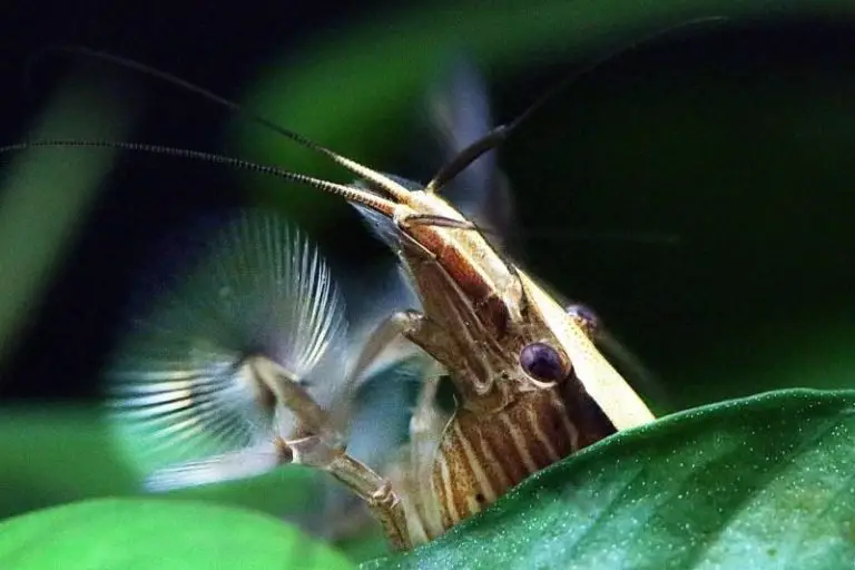 The Complete Practical Guide to Care for The Flower Shrimp 2020