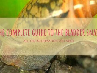 bladder snail