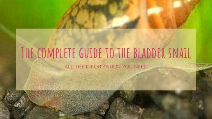 bladder snail