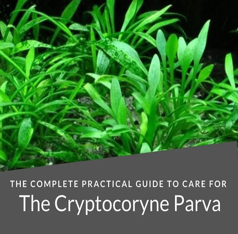 cryptocoryne parva