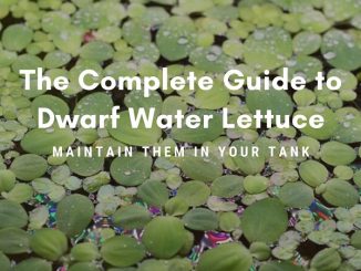 dwarf water lettuce