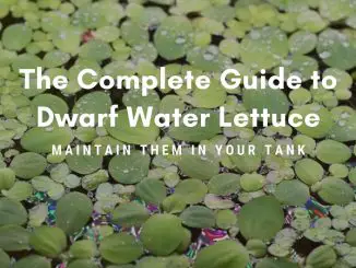 dwarf water lettuce