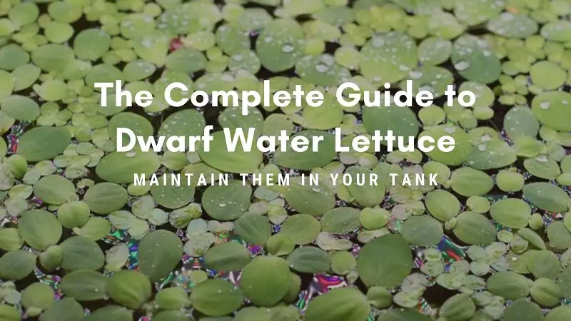 dwarf water lettuce
