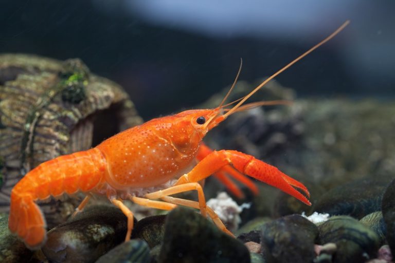 Mexican Dwarf Crayfish The Complete Practical Care Guide