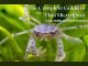 thai micro crab