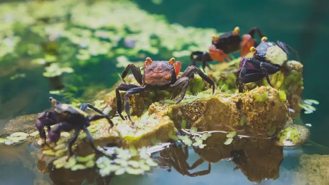 Vampire Crabs: The Full Care Guide