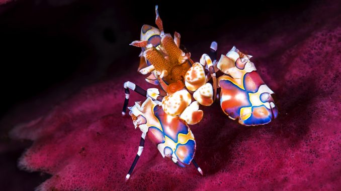 Harlequin Shrimp: The Ultimate Care Guide