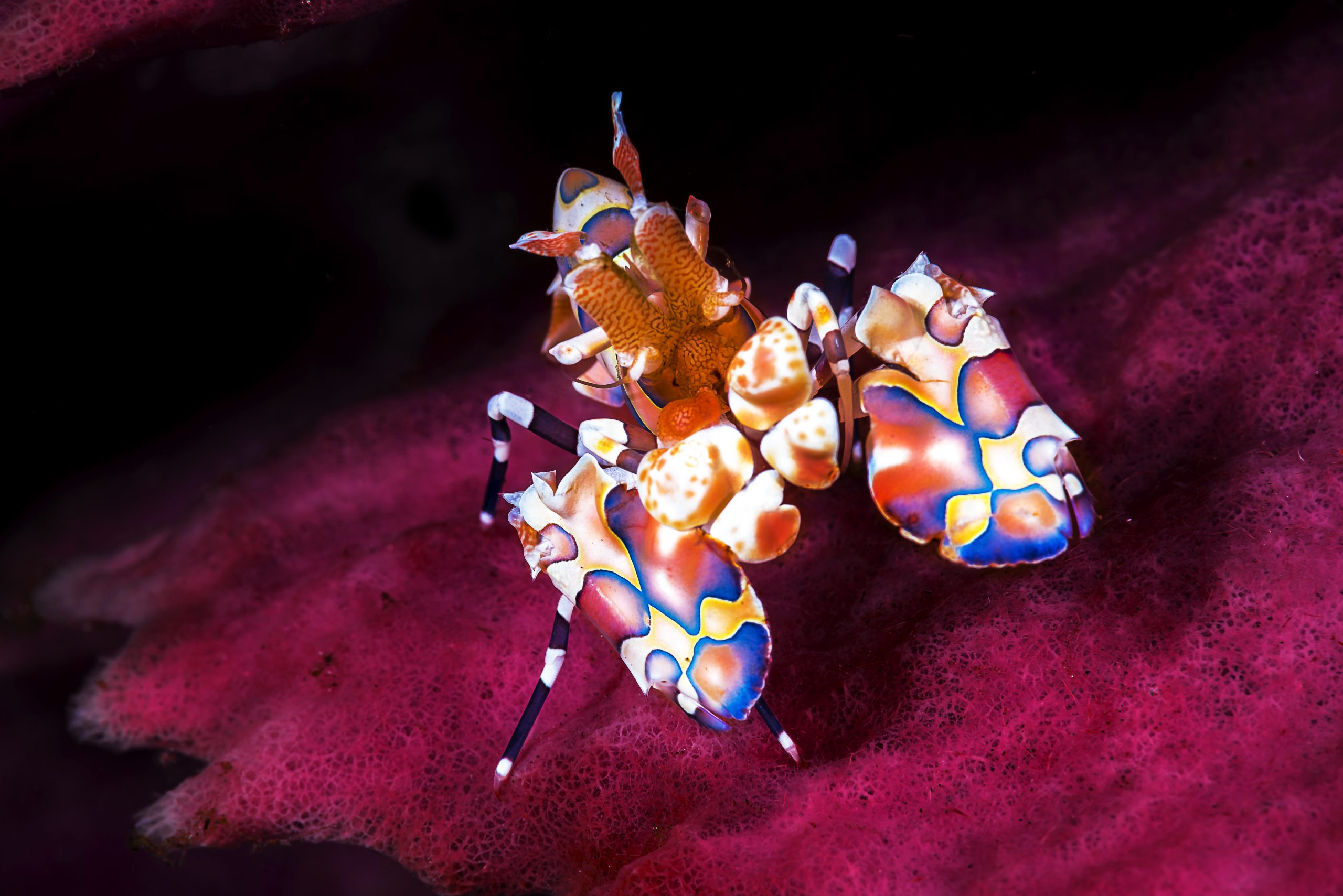 Harlequin Shrimp The Ultimate Care Guide Fishkeeping World
