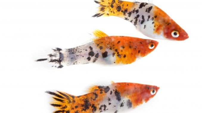 Livebearers Livebearers