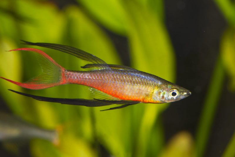 Rainbowfish swimming in a planted tank