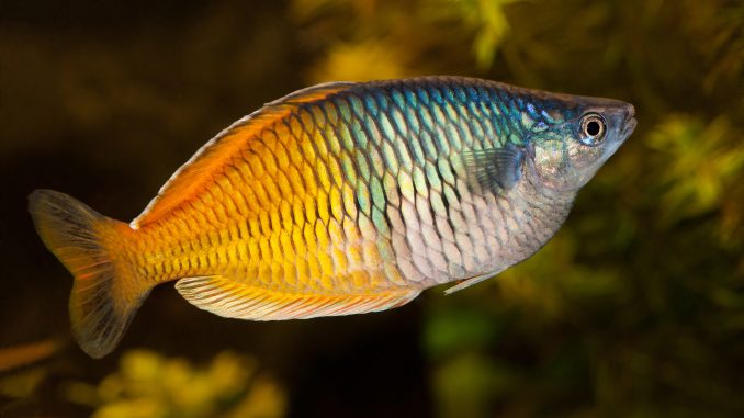 boesemani rainbow boesemani rainbow