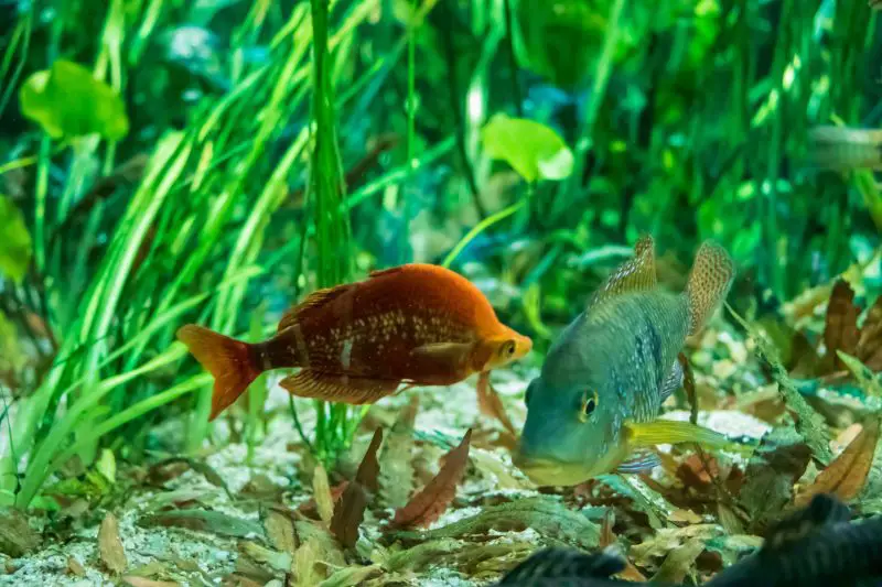 A rainbowfish and its tank mate swimming in a planted aquarium