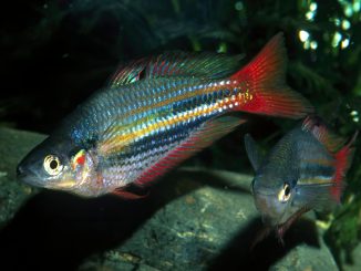 Rainbowfish