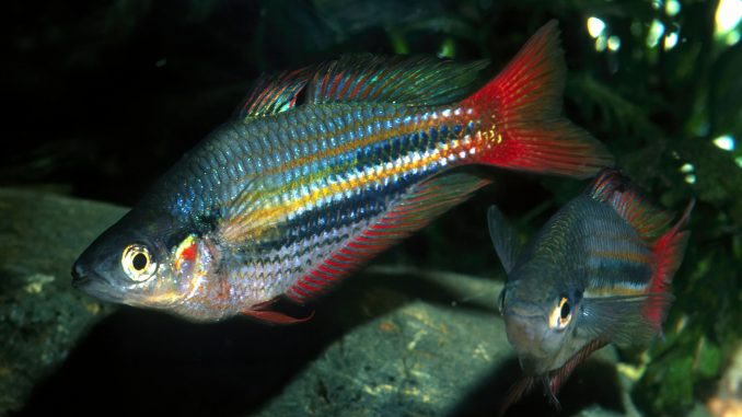 Rainbowfish