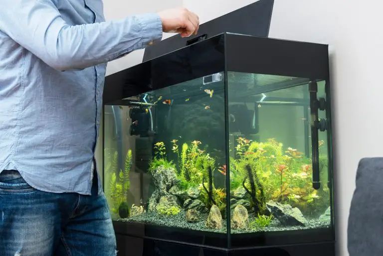 fish-feeding-times-fishkeeping-world