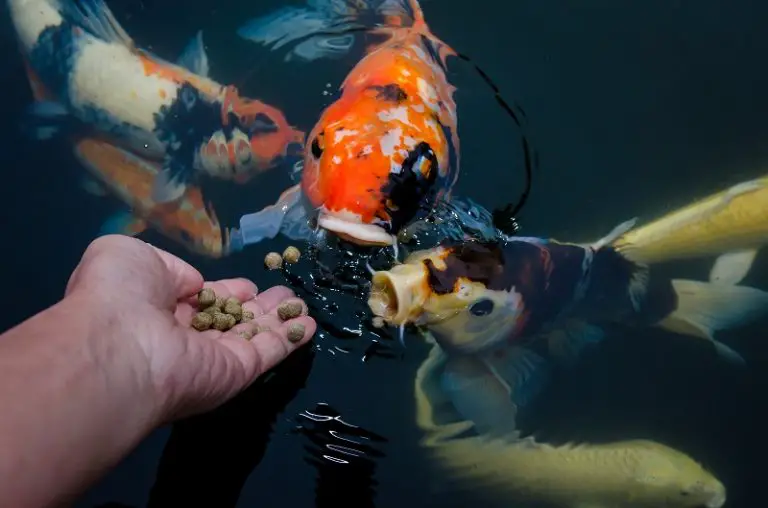 Fish Feeding Times Fishkeeping World fish-feeding-times-fishkeeping-world