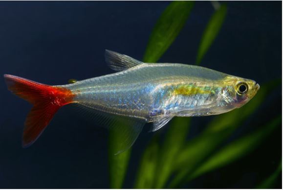 bloodfin tetra