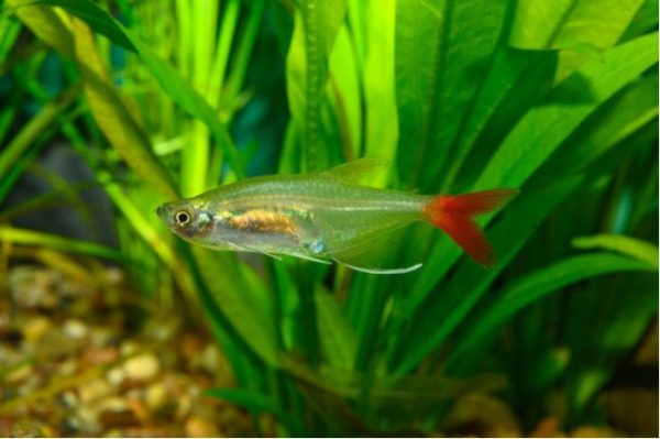 bloodfin tetra