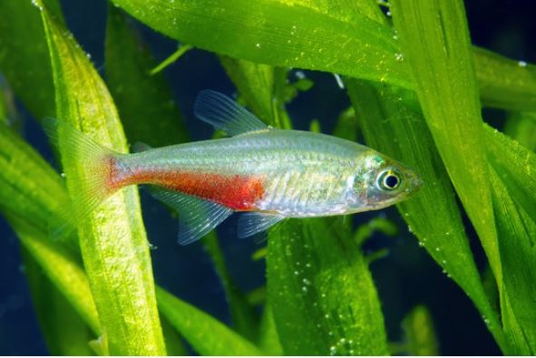 bloodfin tetra