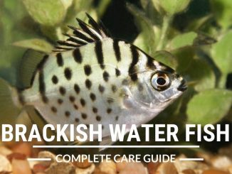 brackish water fish