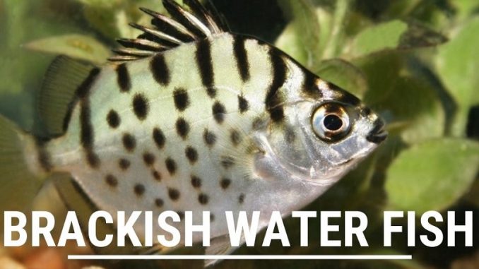 brackish water fish