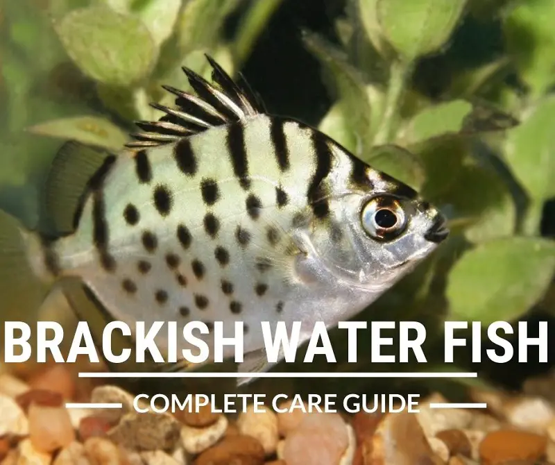 brackish water fish